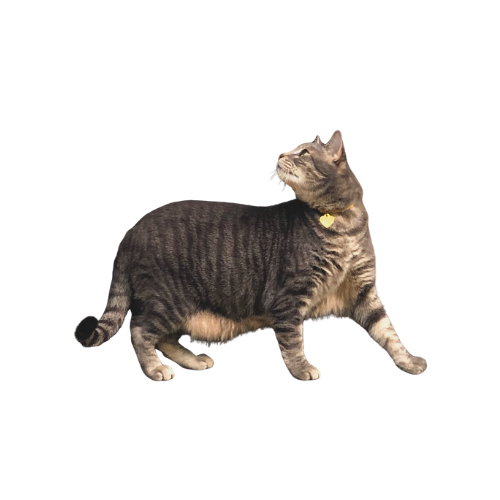 Photo of a cat looking up and behind with curiosity