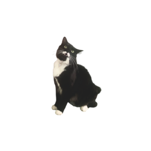 A photo of a cat looking up and to the side happily