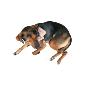 Photo of a hound dog wearing a pink bandana