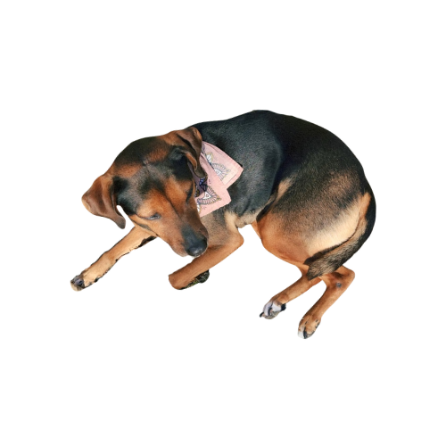 Photo of a hound dog wearing a pink bandana